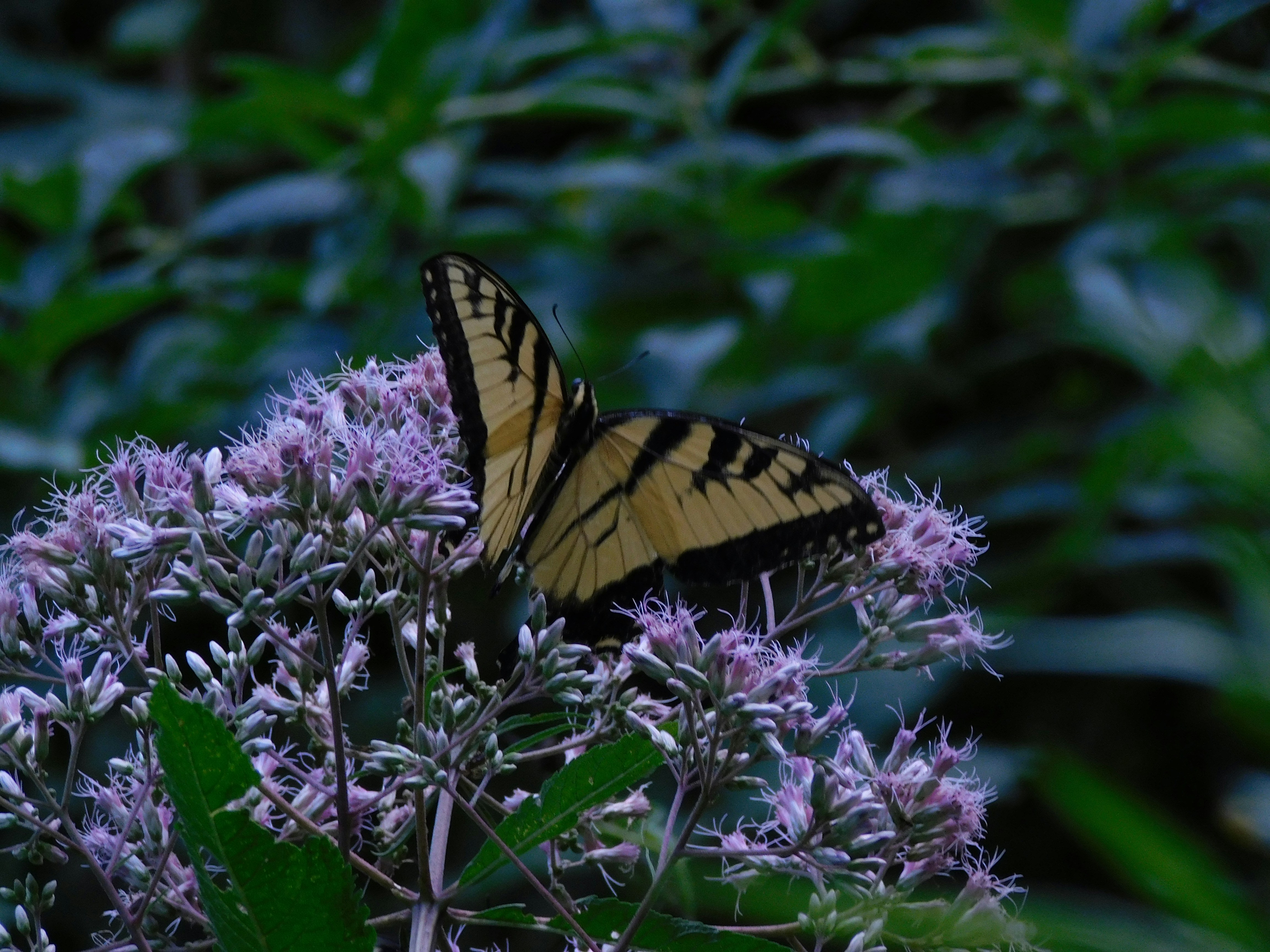 Photo by tylermolk20