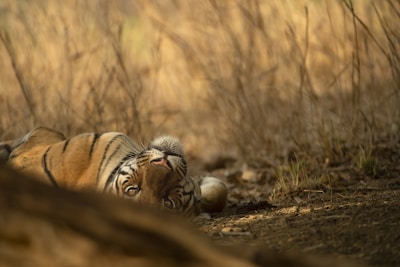 a tiger lying in the dirt