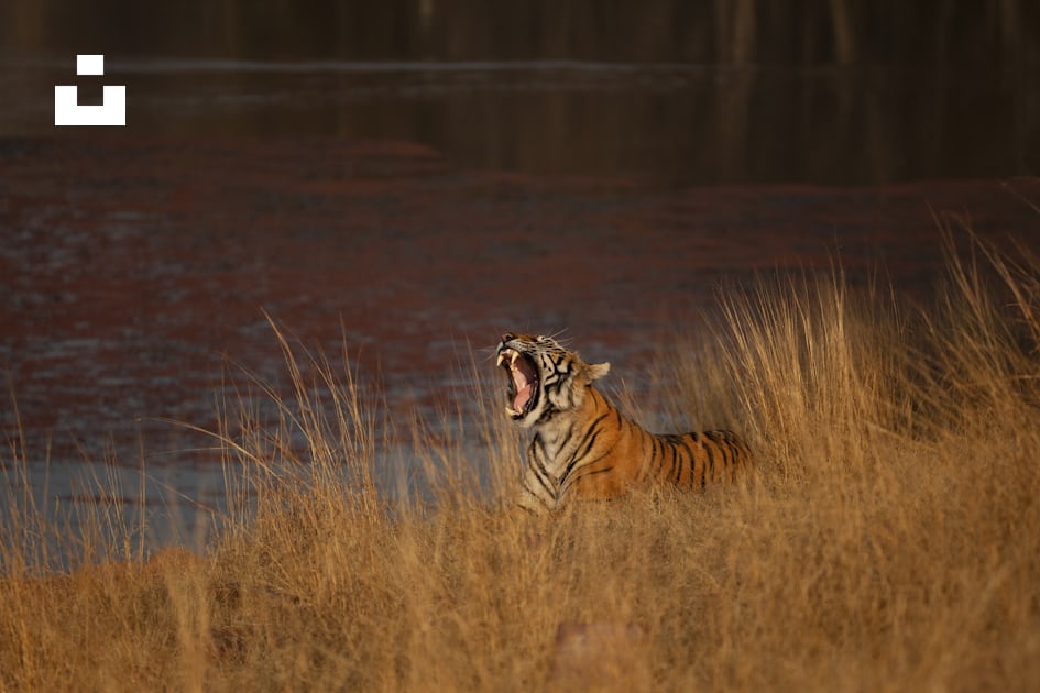 Tigre corriendo  Tiger, Animals amazing, Animals wild