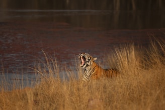 a tiger running through tall grass