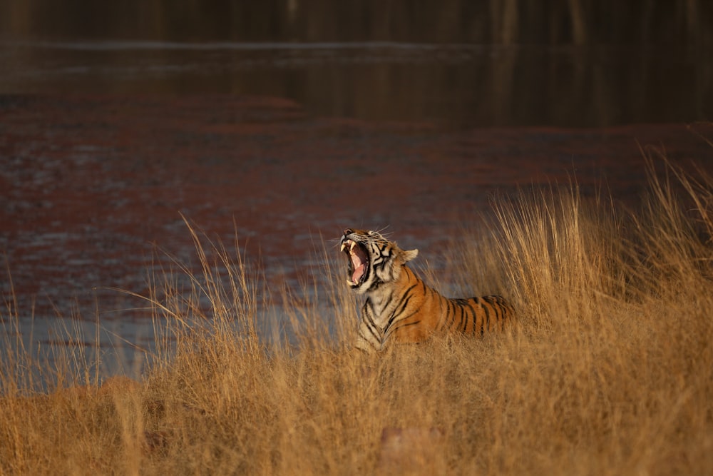 Ein Tiger rennt durch hohes Gras