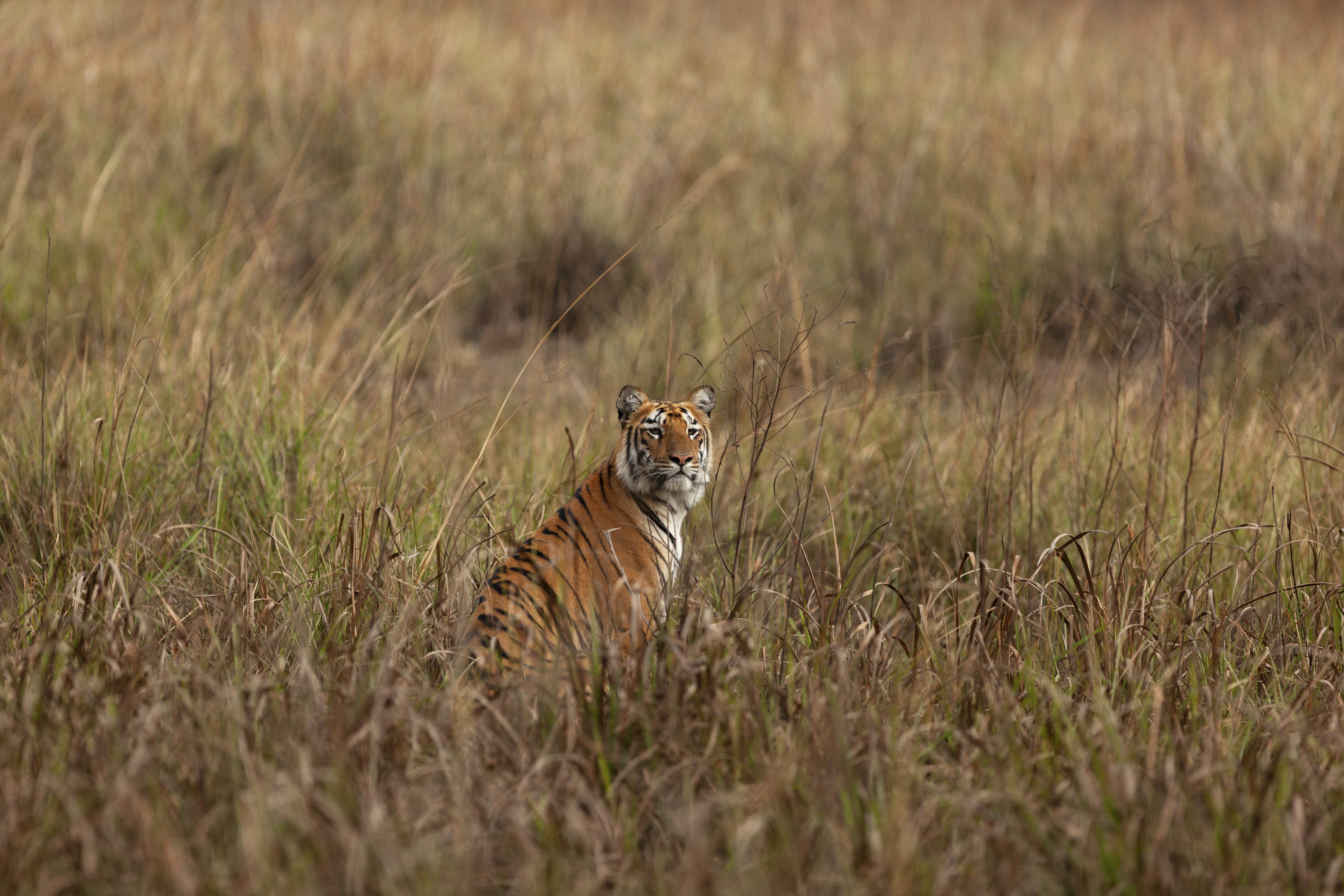 Photo by rohit_varma