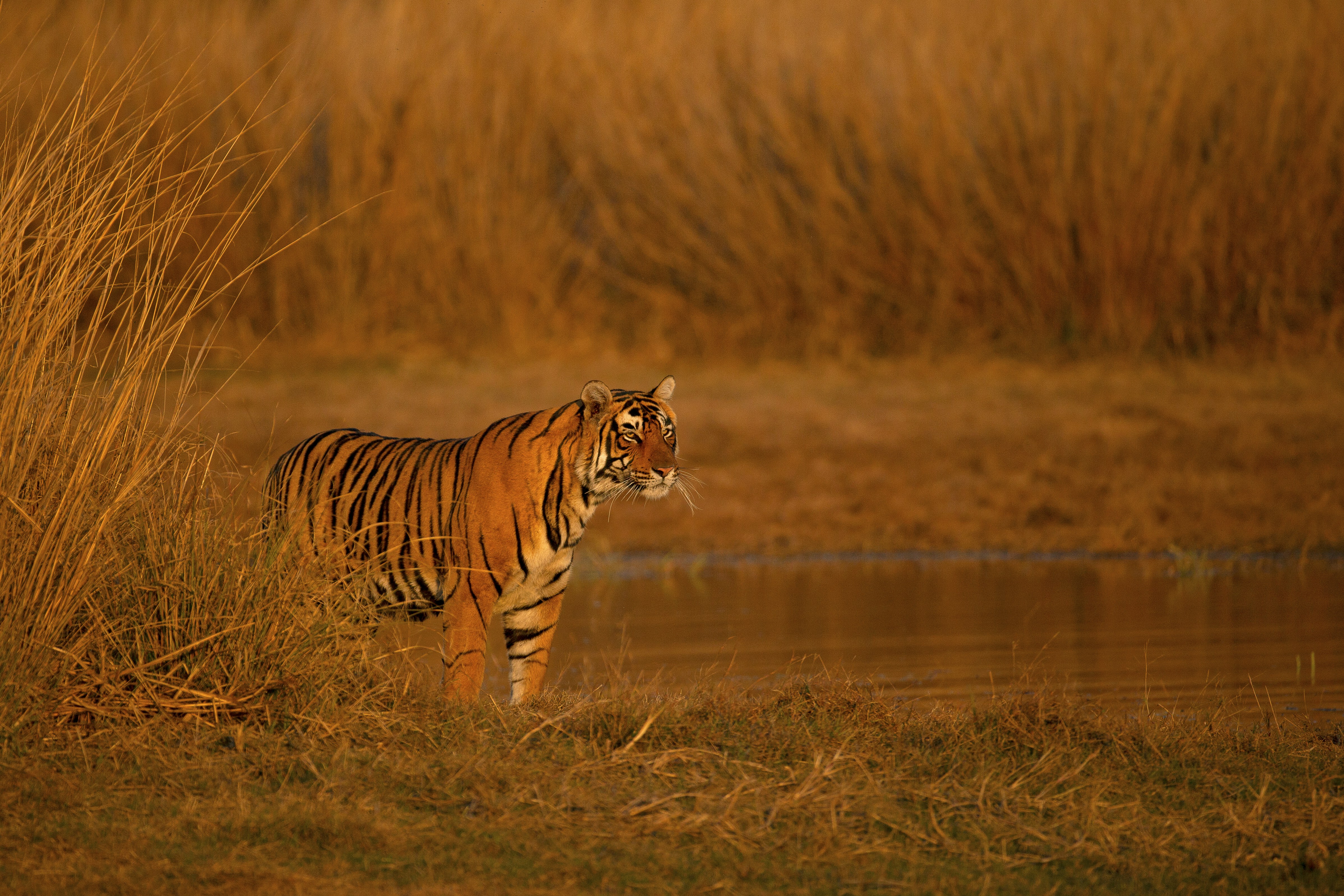 a tiger standing in a field