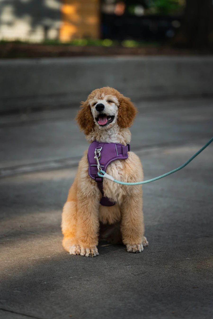 Dog solving a puzzle toy to get treats — mental enrichment activity