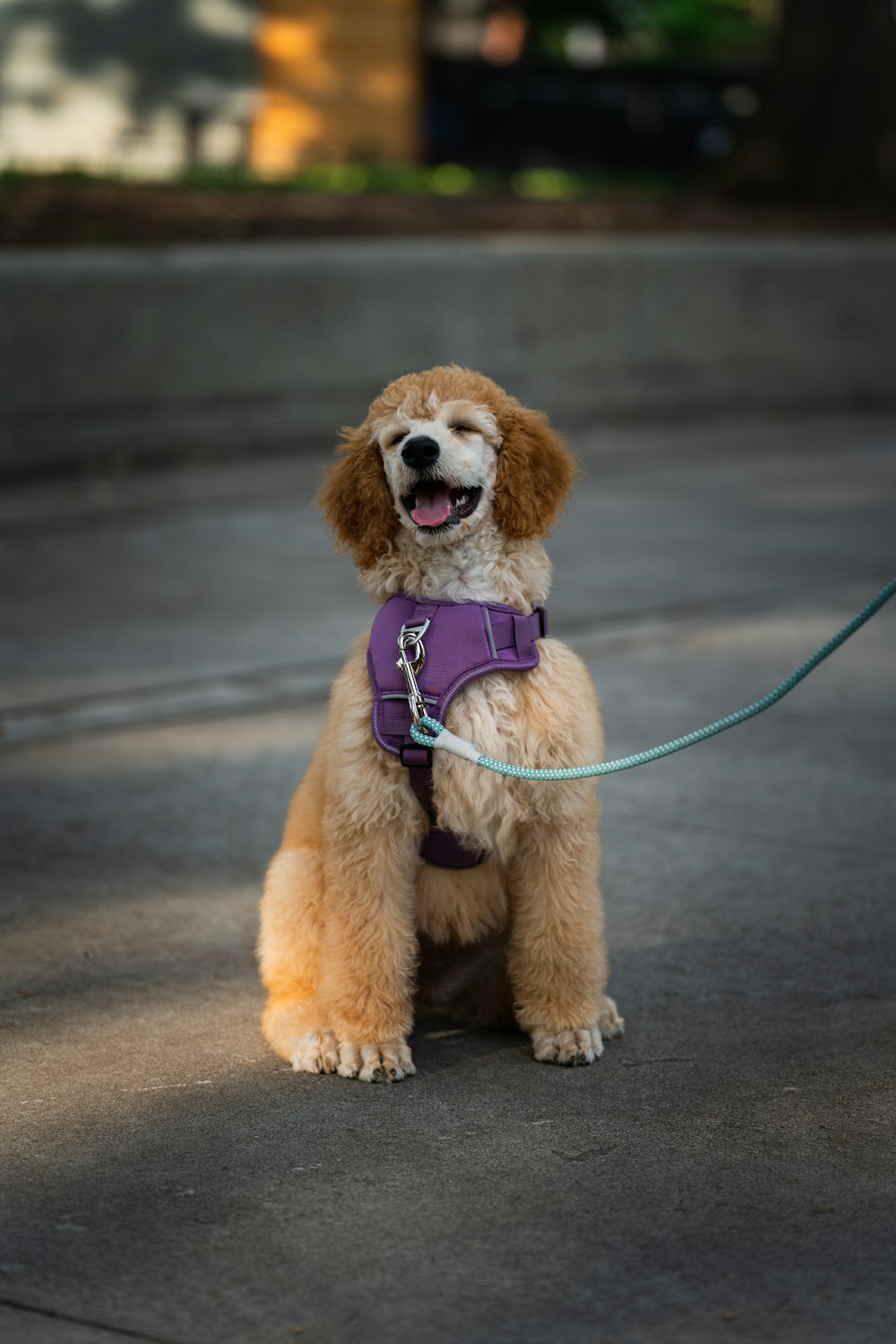 a dog on a leash