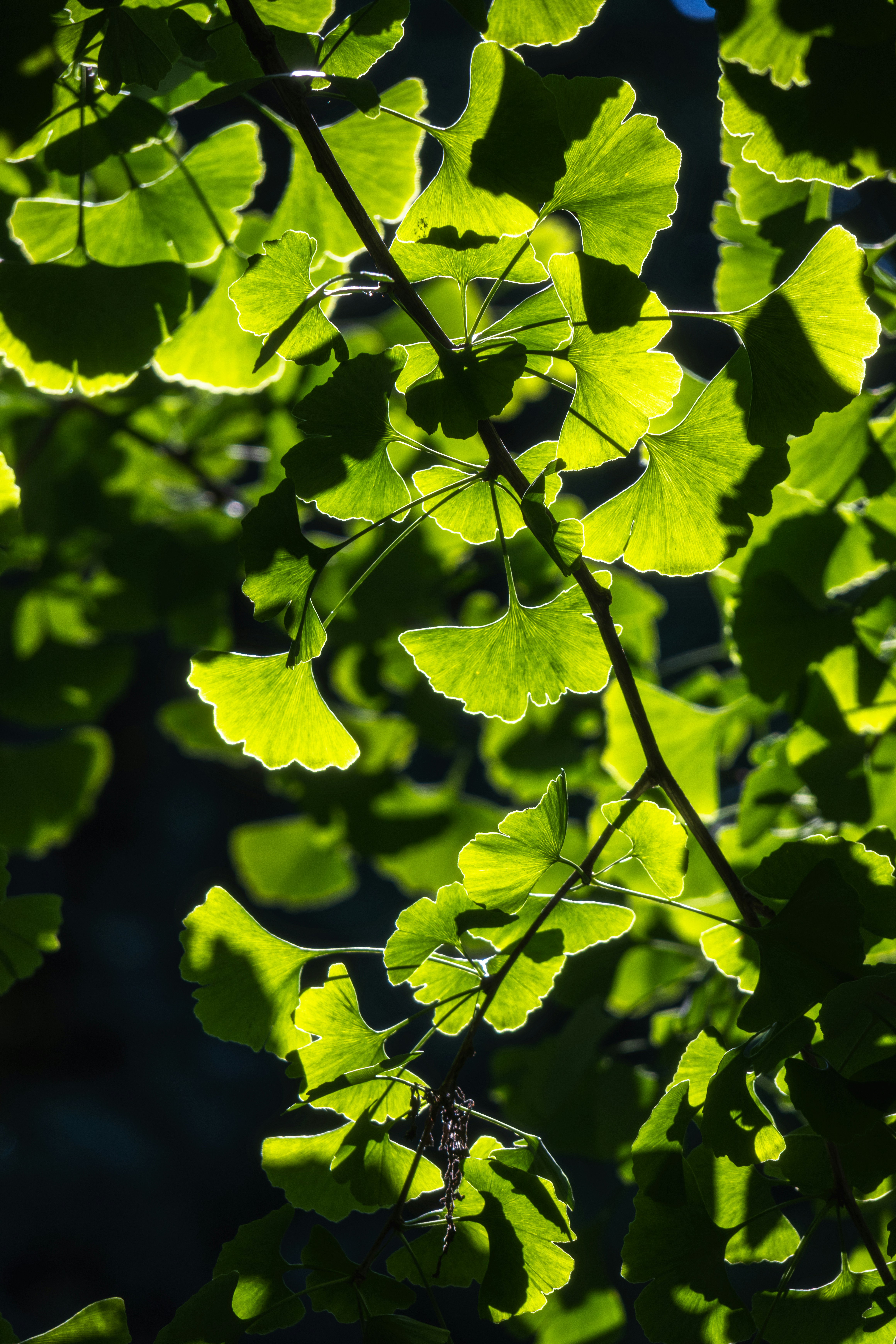 Photo by juliuscarmine