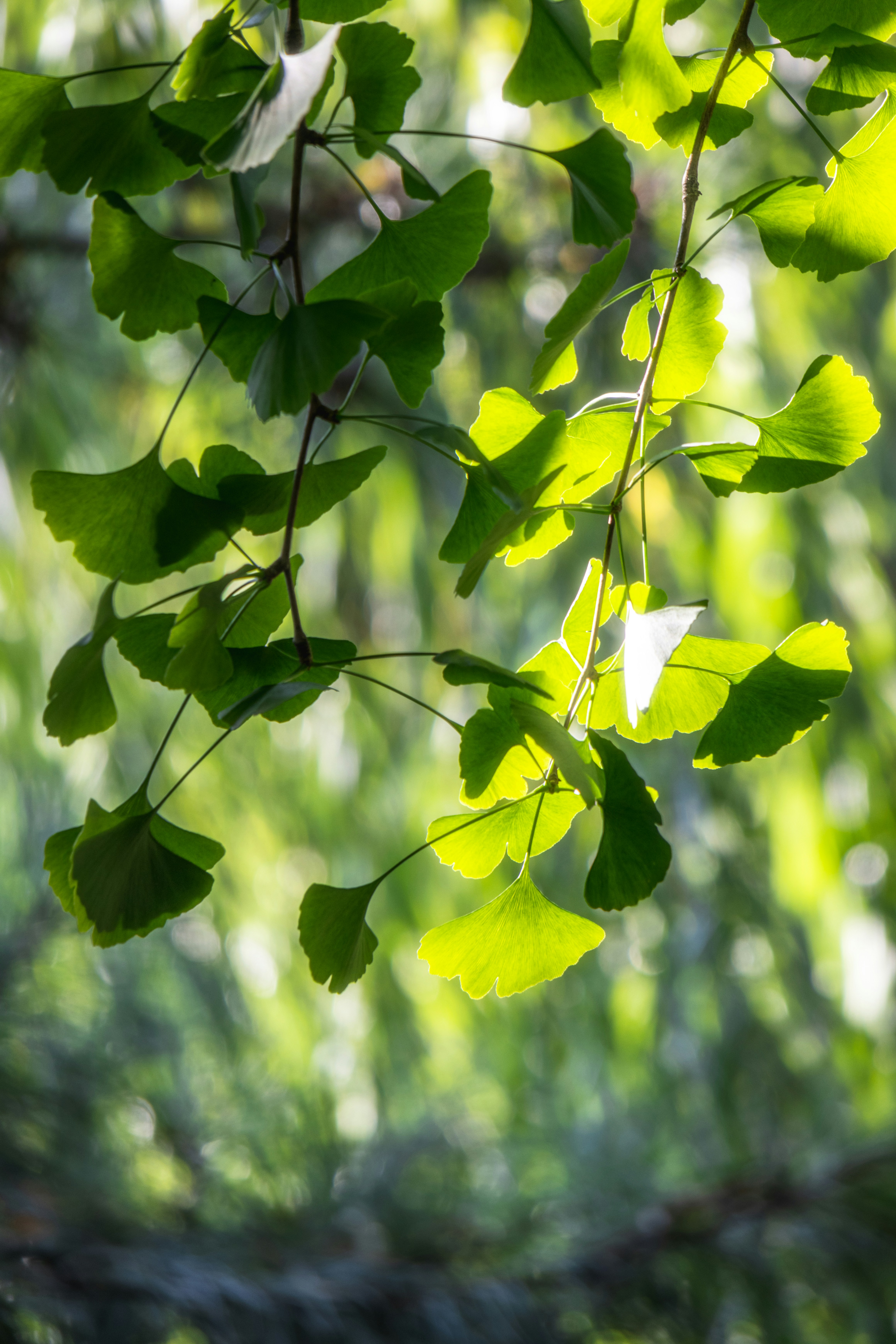 Photo by juliuscarmine