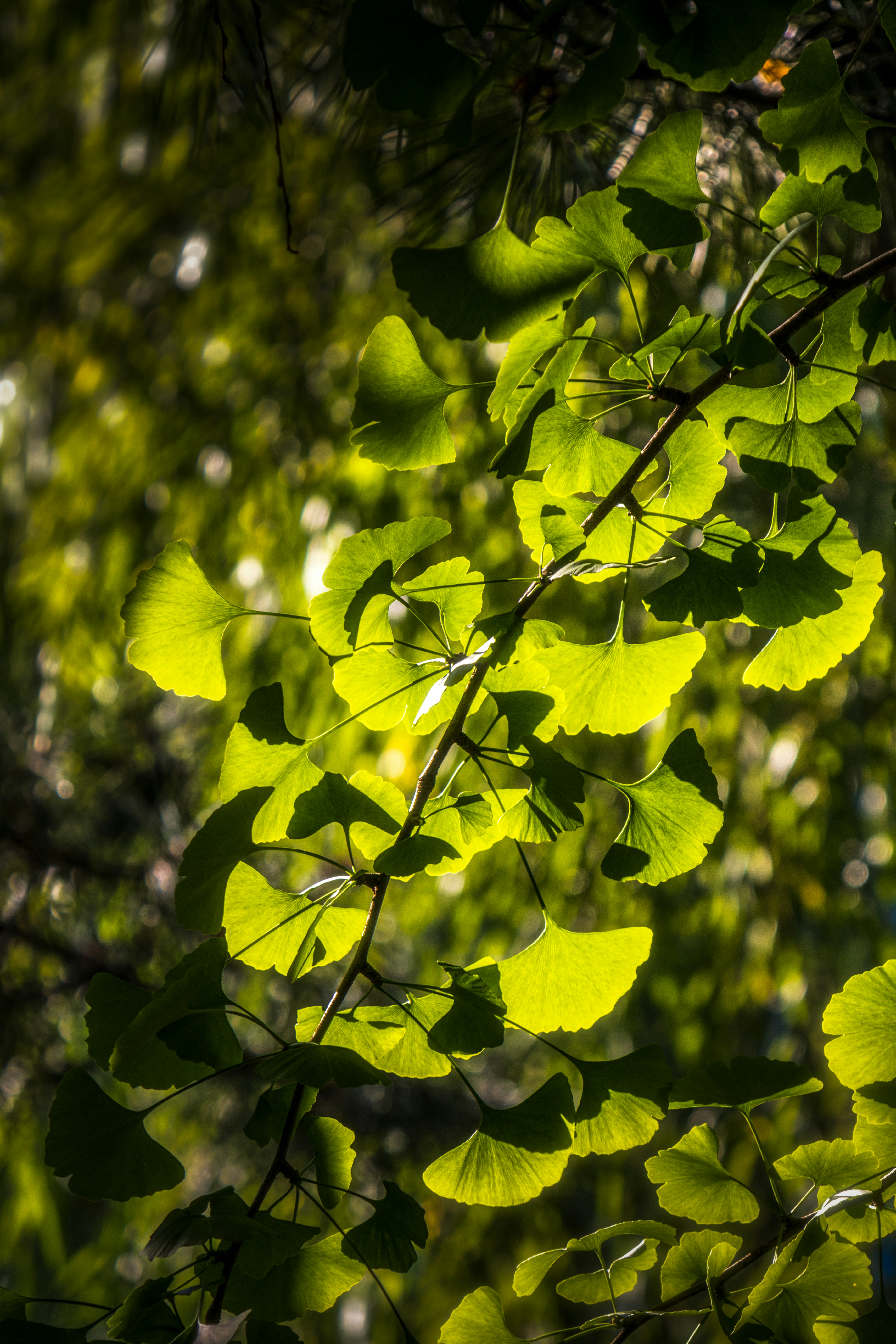 Photo by juliuscarmine