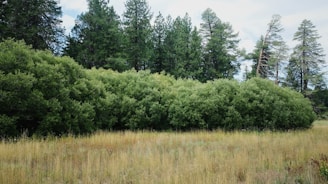 a field of grass with trees in the background