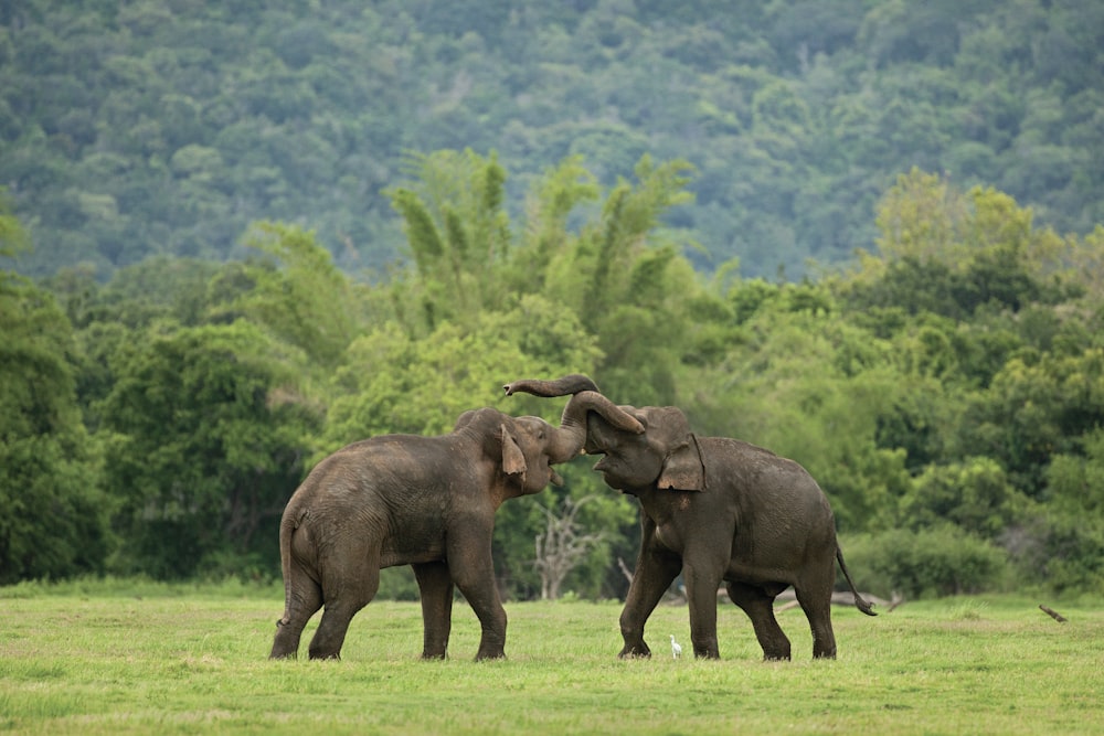elephants playing in the grass