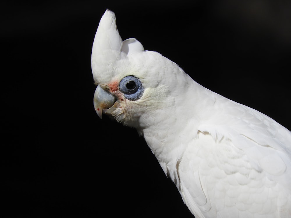 a white owl with a yellow beak