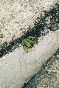 A small green plant is growing in the crack of a rough, weathered concrete surface. The concrete has a textured appearance with a mix of dark and light patches, indicating age and exposure to the elements.