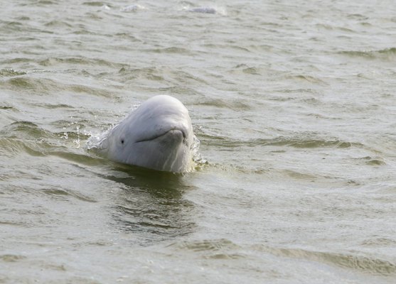 A beluga surfacing — Churchill, Canada