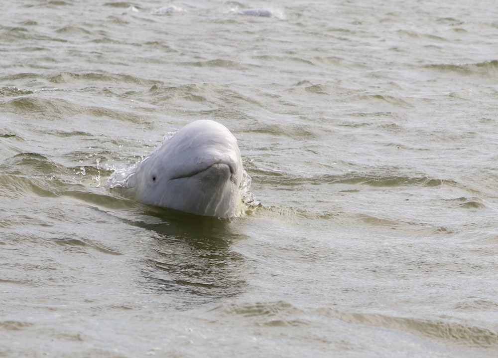 a dolphin jumping out of the water