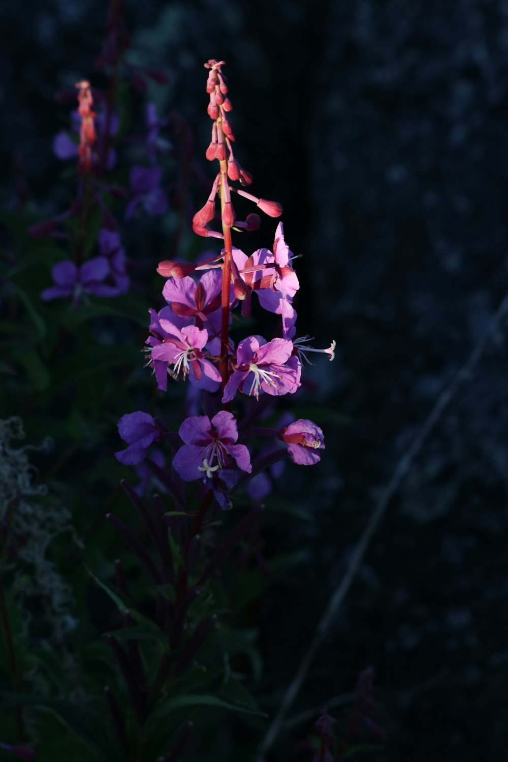 a close-up of a flower