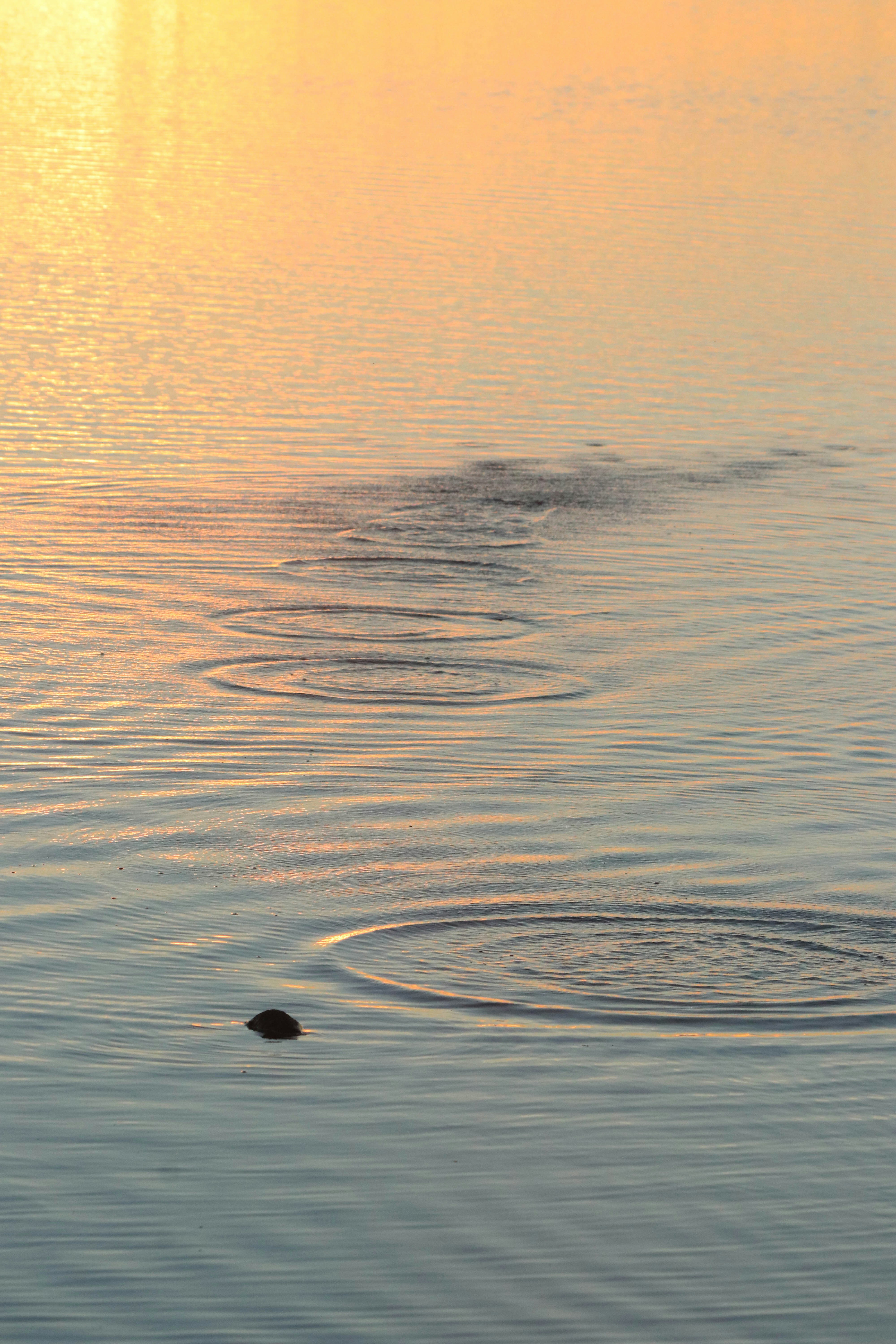 a body of water with a rock in it
