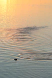 a body of water with a rock in it