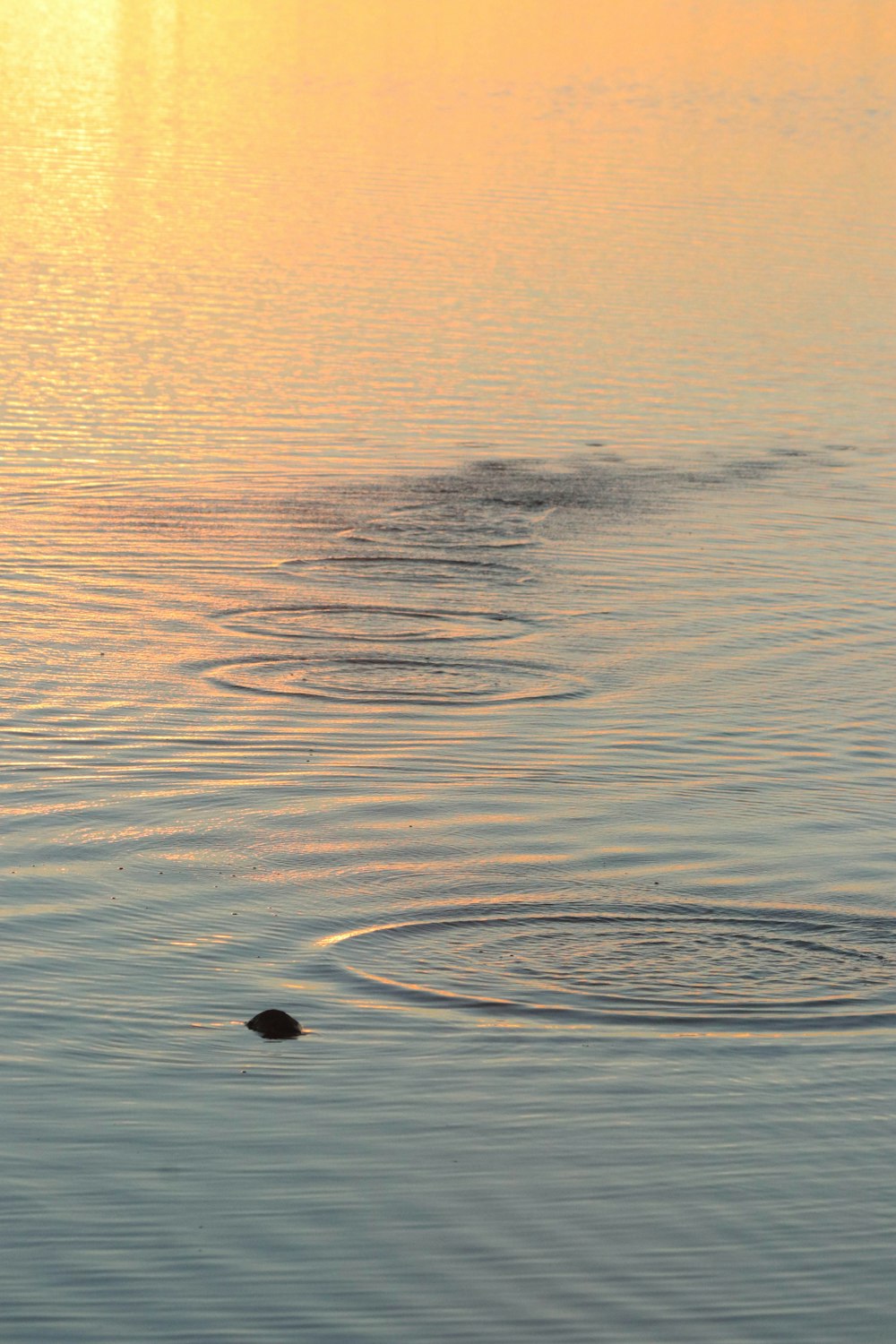 a body of water with a rock in it