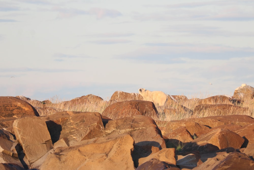 a group of animals on a rocky hill