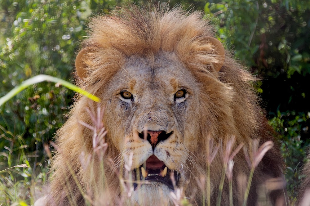 a lion with its mouth open