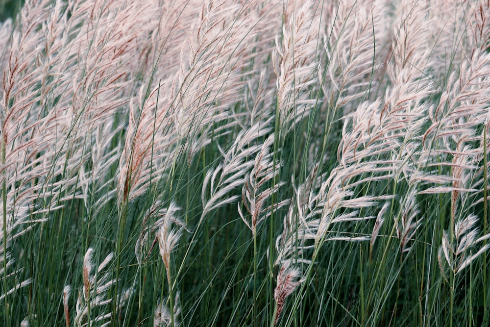 a field of wheat