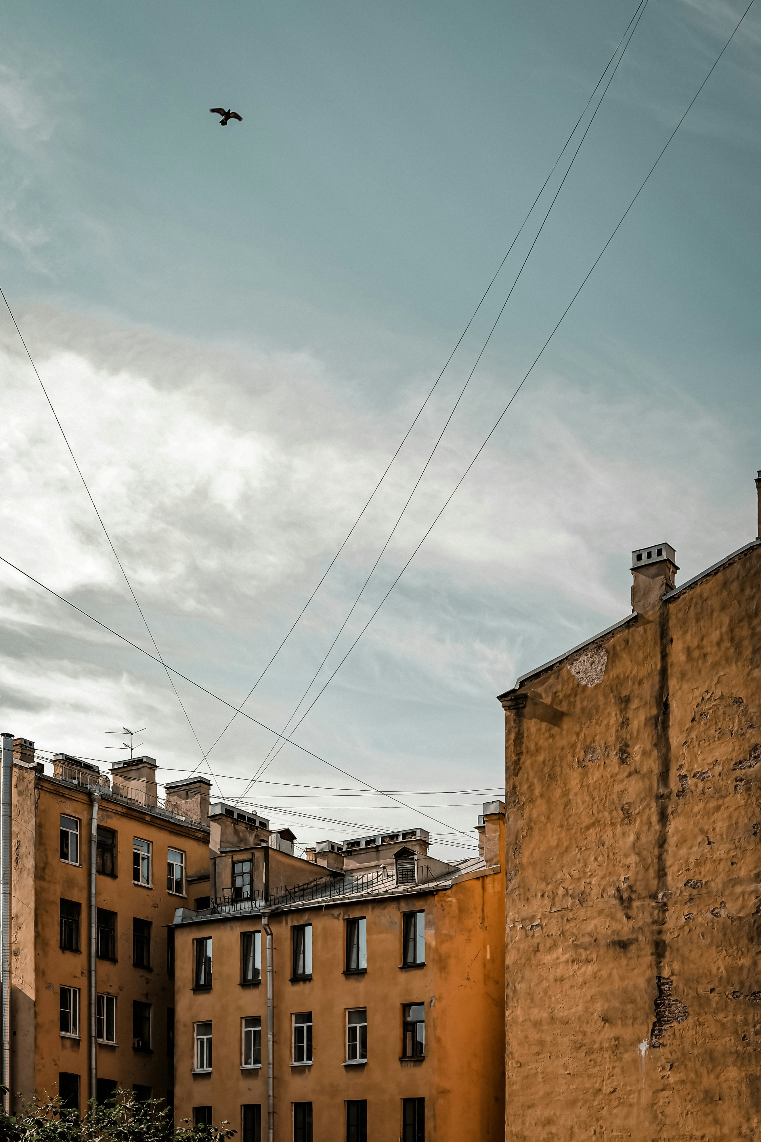 A bird flying over buildings photo – Free Urban Image on Unsplash