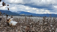 Aerial view of cotton fields stretching under a soft olive-green sky at dusk.
