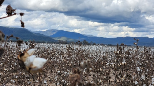 A sprawling cotton field under a clear blue sky in Tamil Nadu.