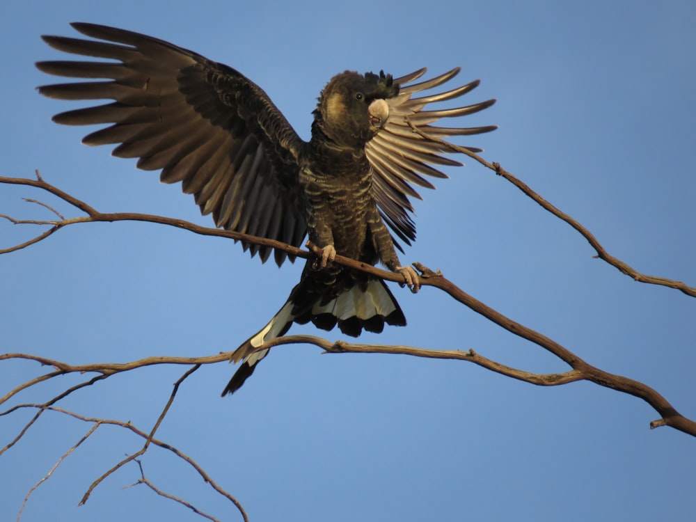 a hawk flying in the sky