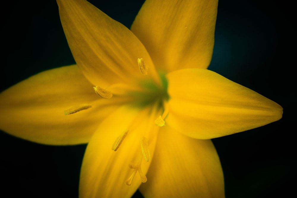 a yellow flower with a black background