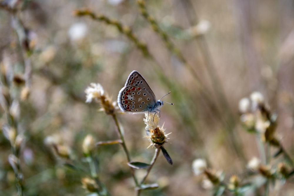 a butterfly on a flower