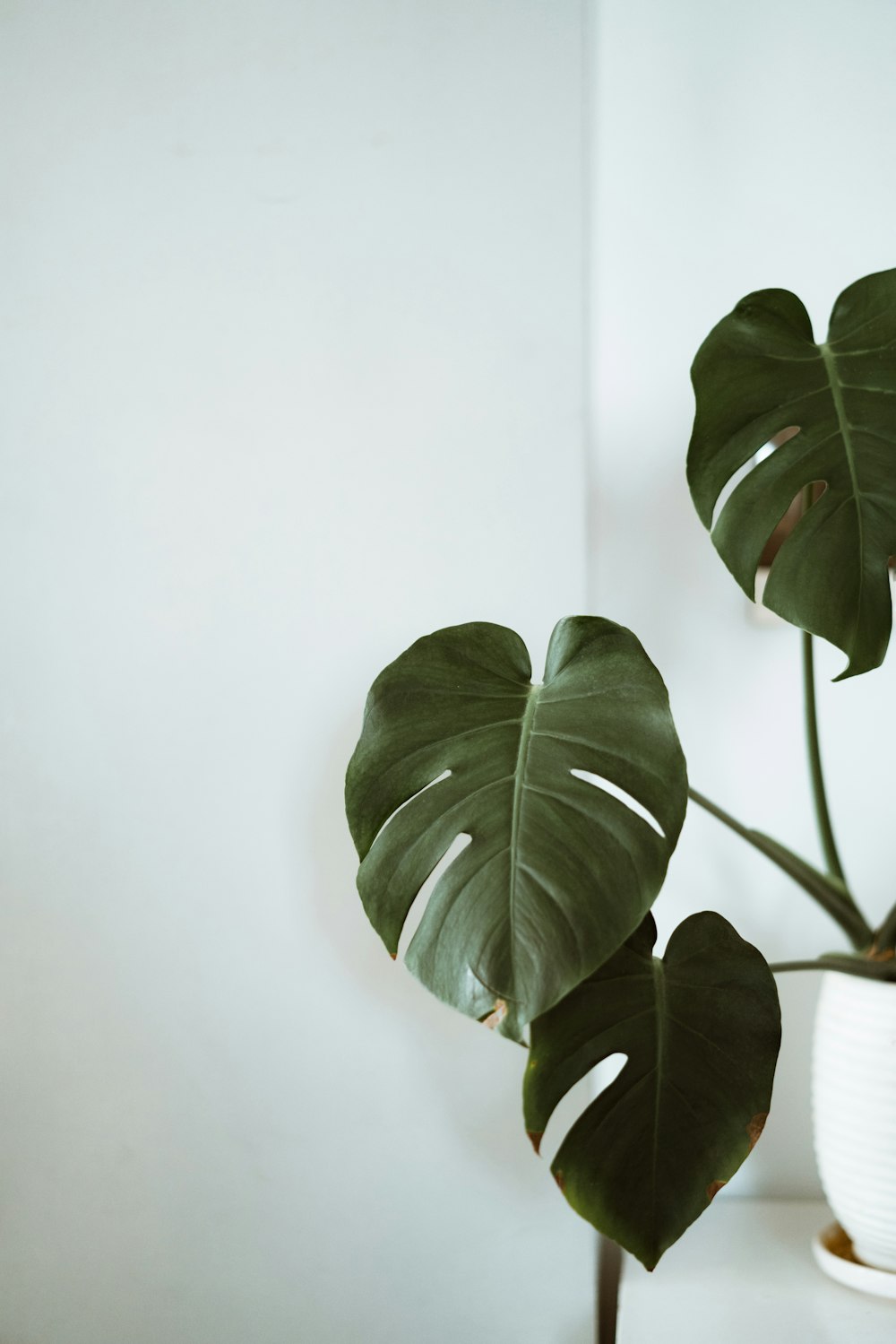 a plant in a pot