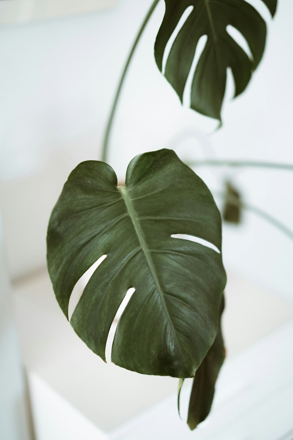 a close up of a leaf