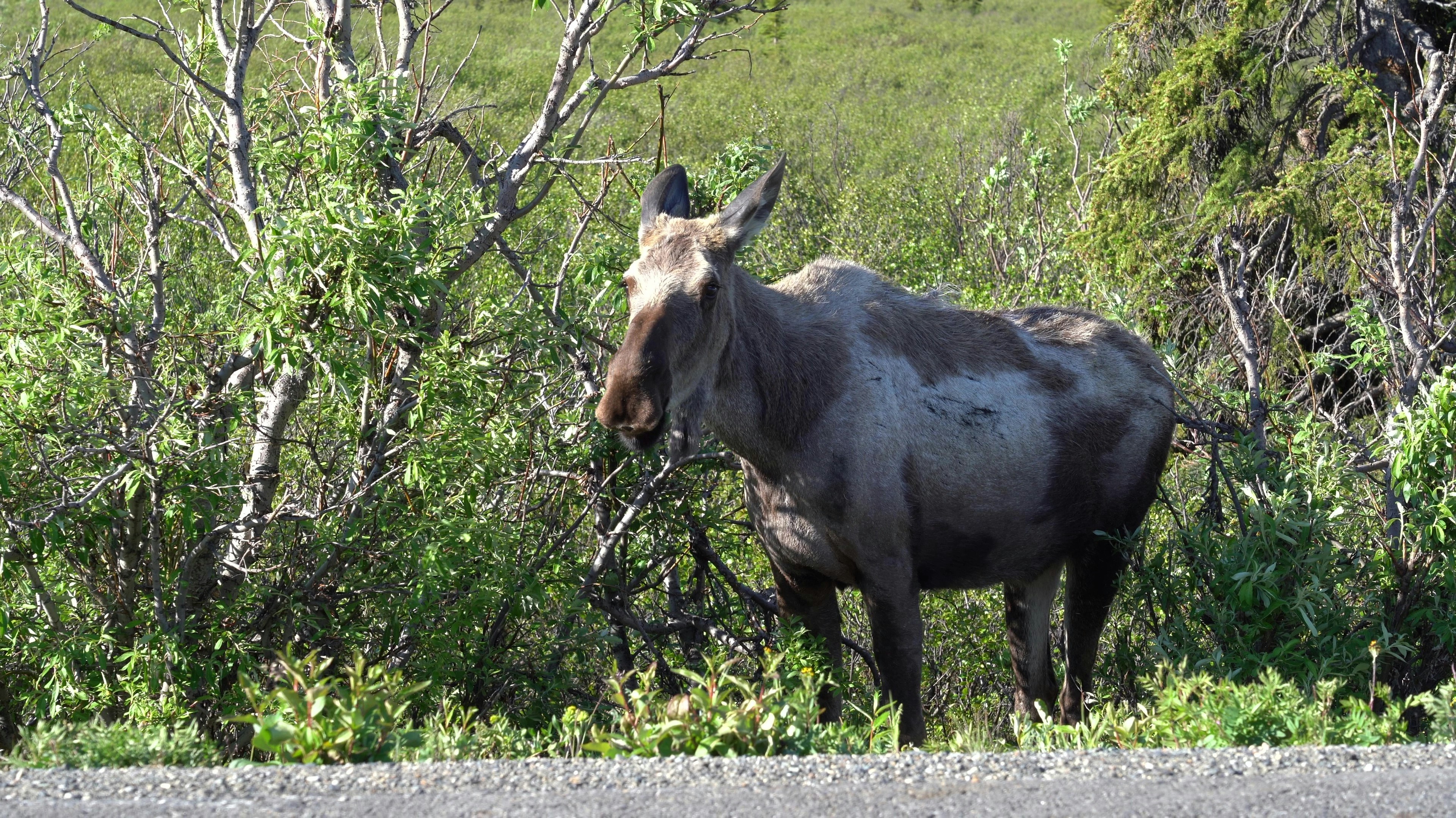 a donkey standing in a wooded area