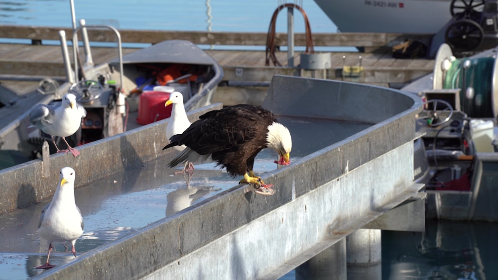 a group of seagulls on a dock