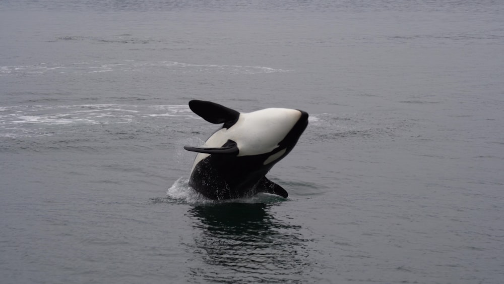 a whale jumping out of the water