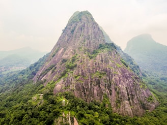 a mountain with trees on it