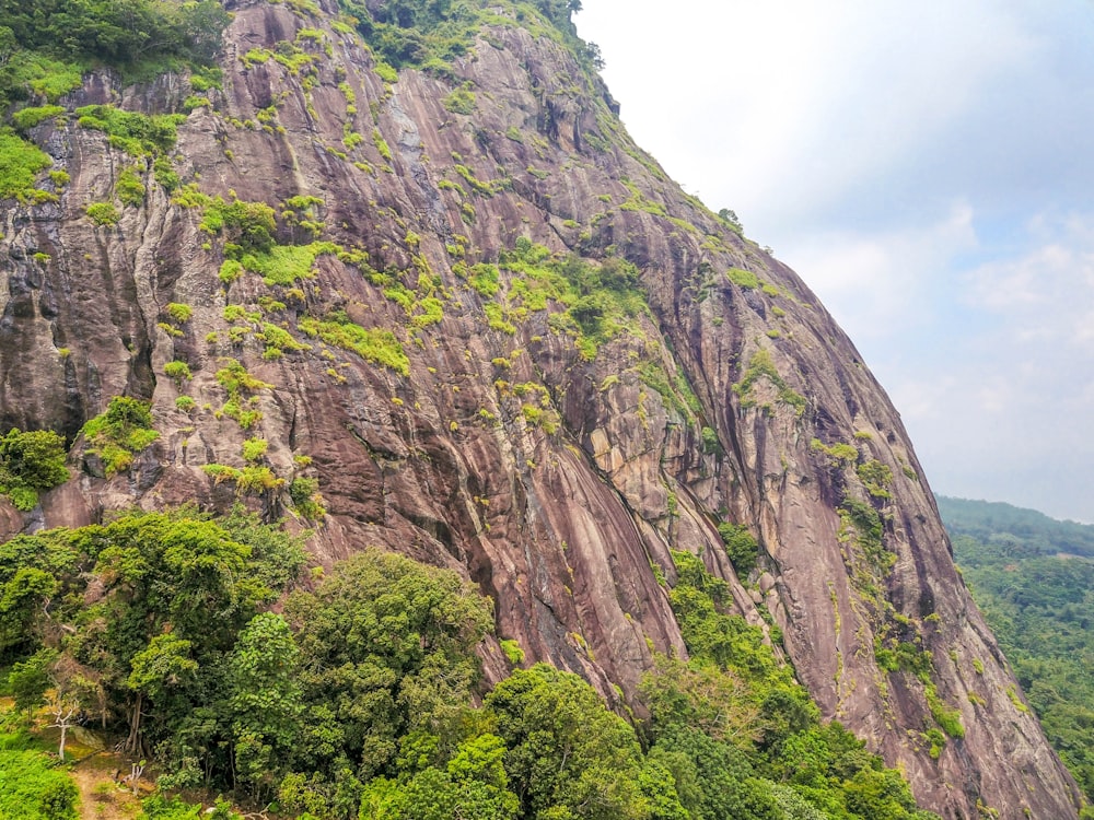 a rocky cliff with trees