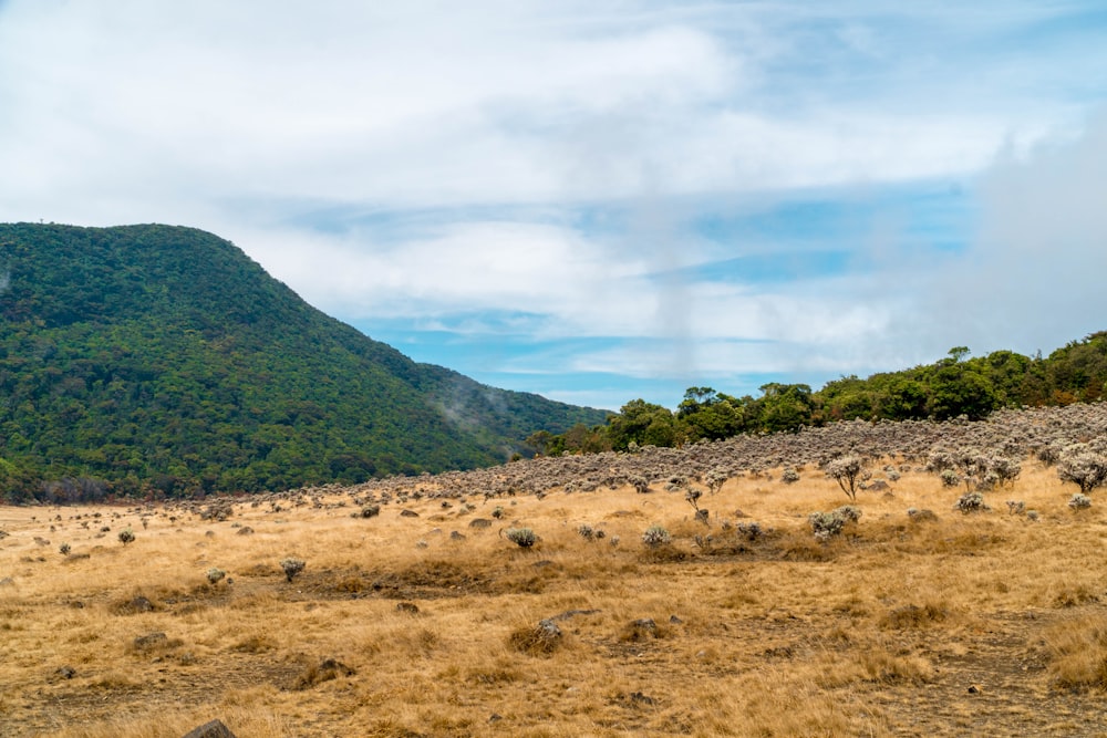 a grassy area with hills in the background