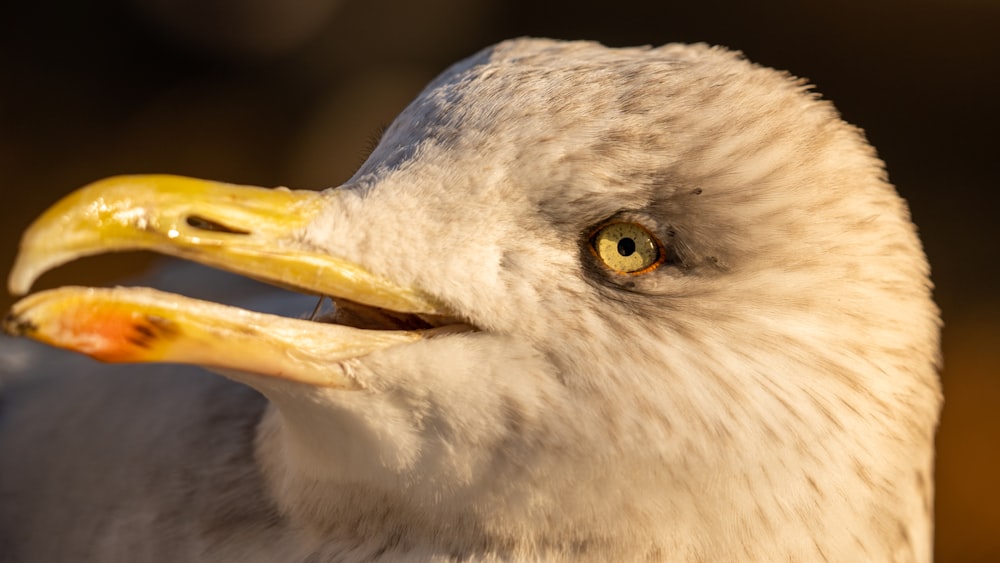 um close up de um pássaro
