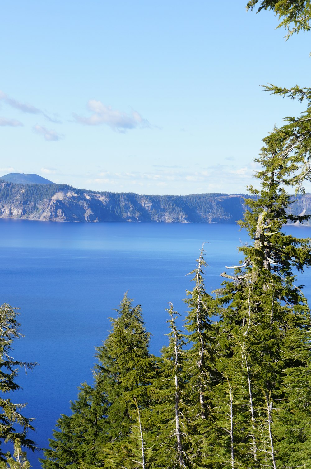 a body of water surrounded by trees