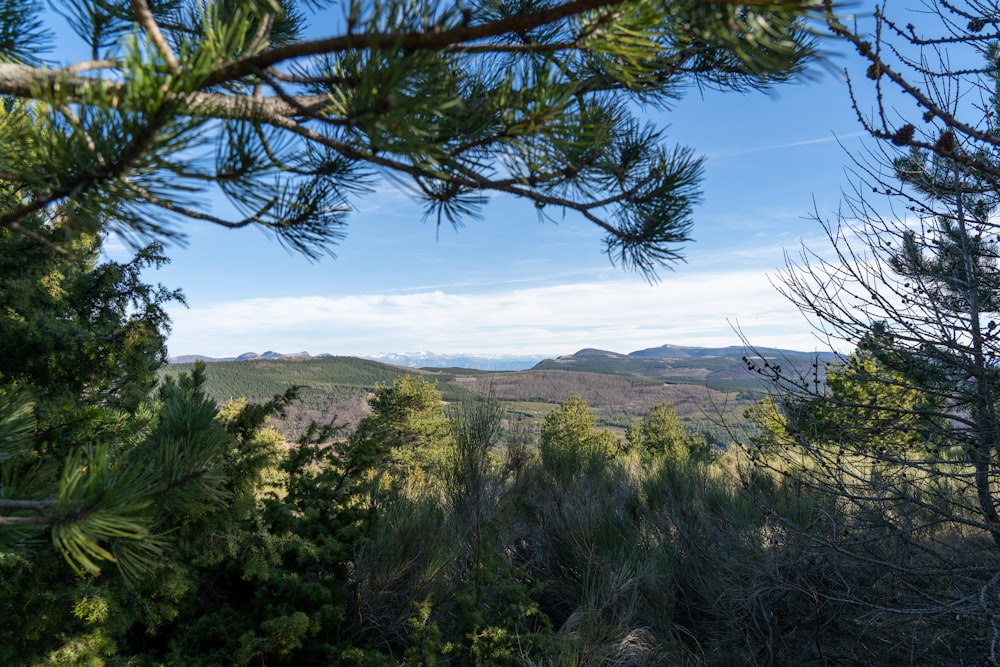 a view of a valley with trees and mountains in the distance