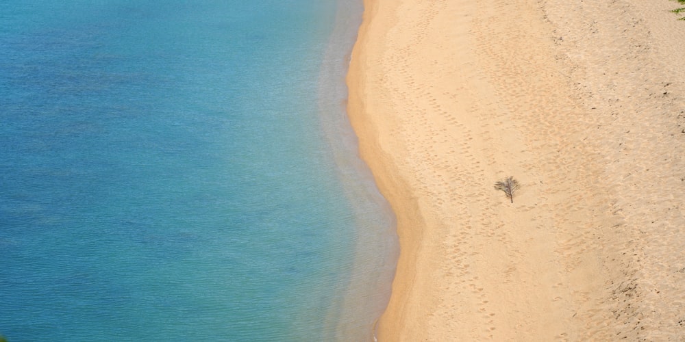 a sandy beach with a tree