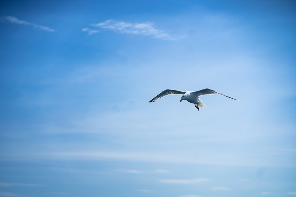 Un uccello che vola nel cielo