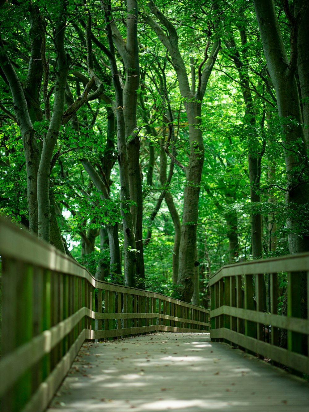 eine Holzbrücke mit Bäumen auf beiden Seiten