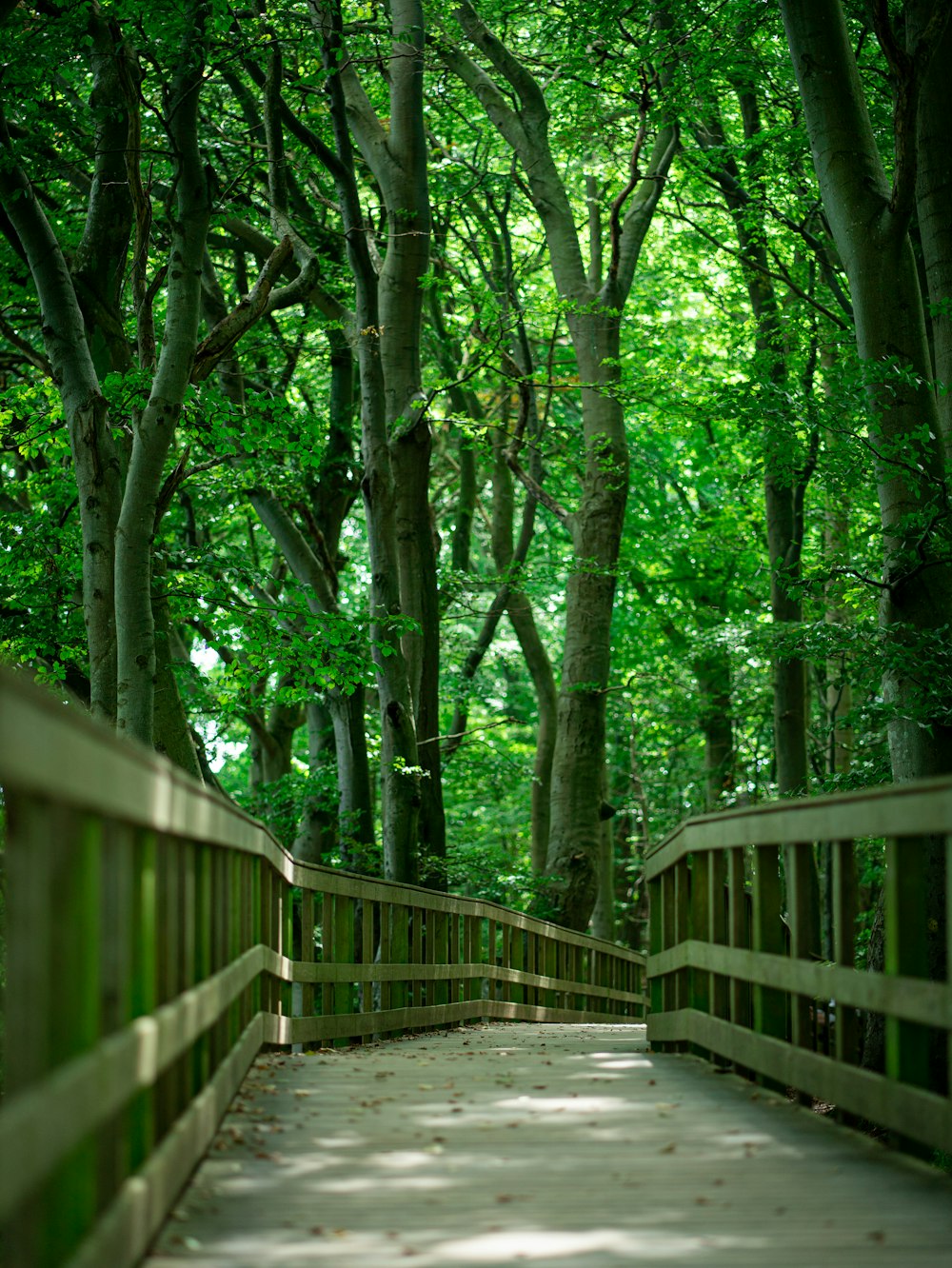 un ponte di legno con alberi su entrambi i lati di esso
