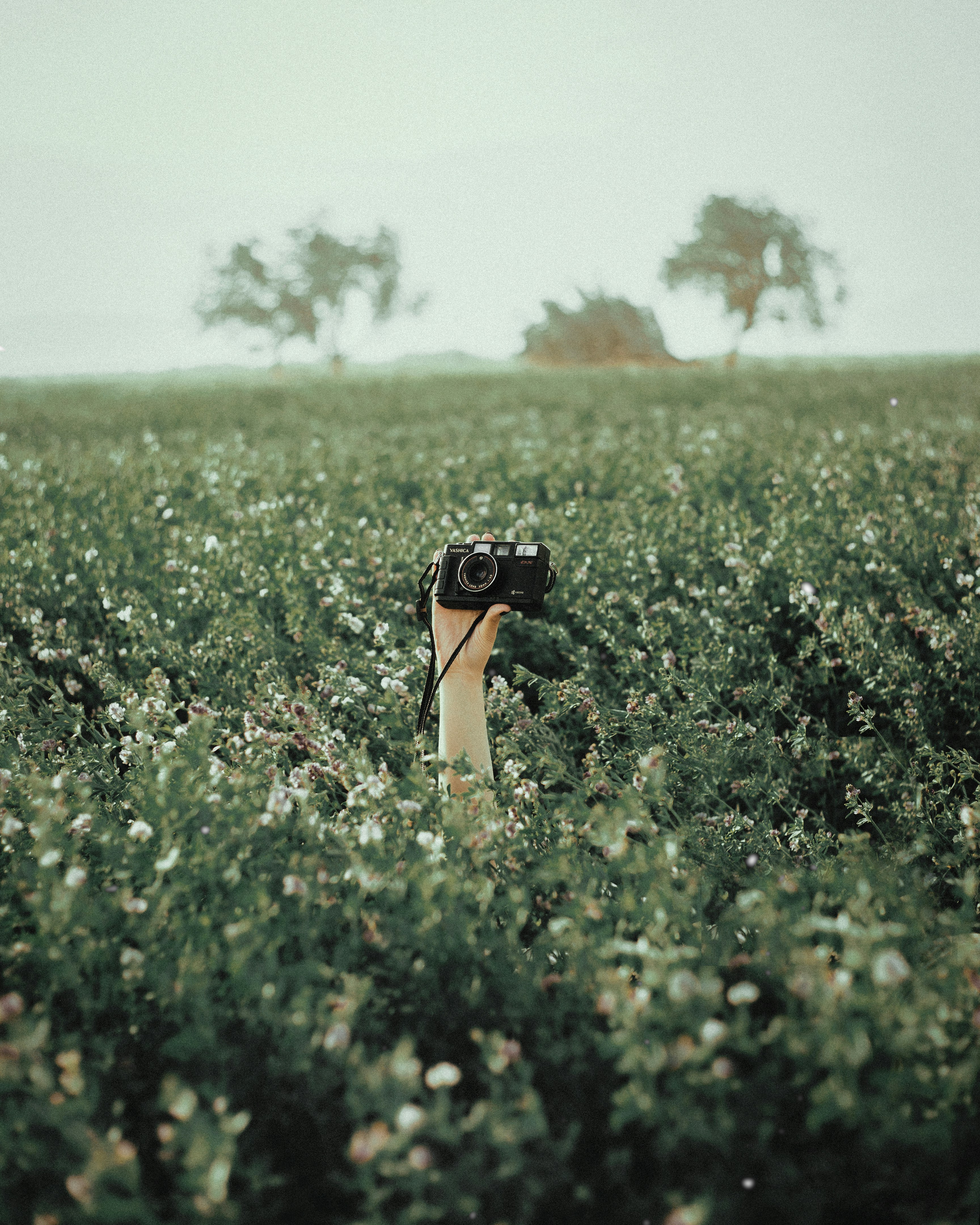 A camera on a bush photo – Free Grey Image on Unsplash