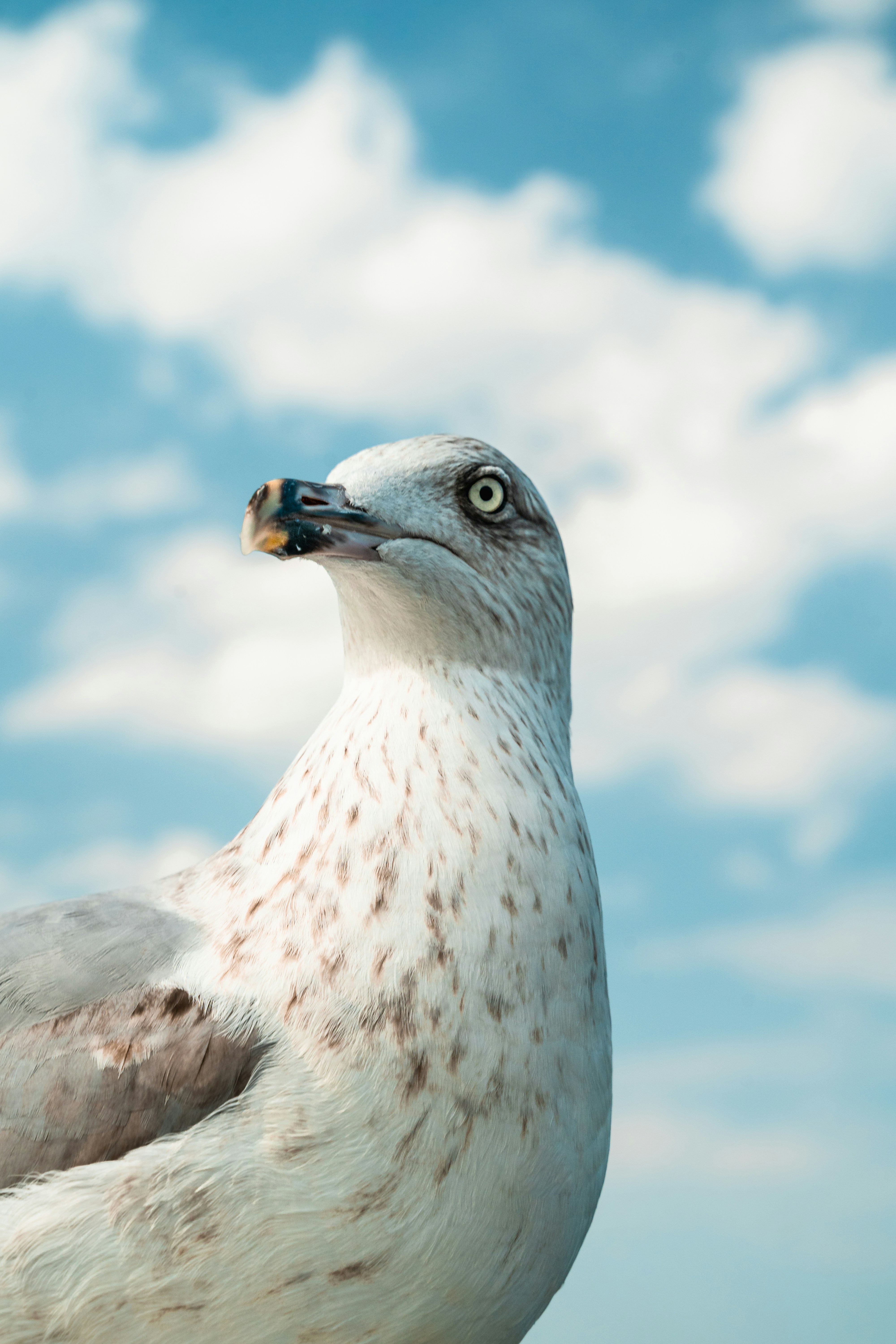 Photo by karolchomka