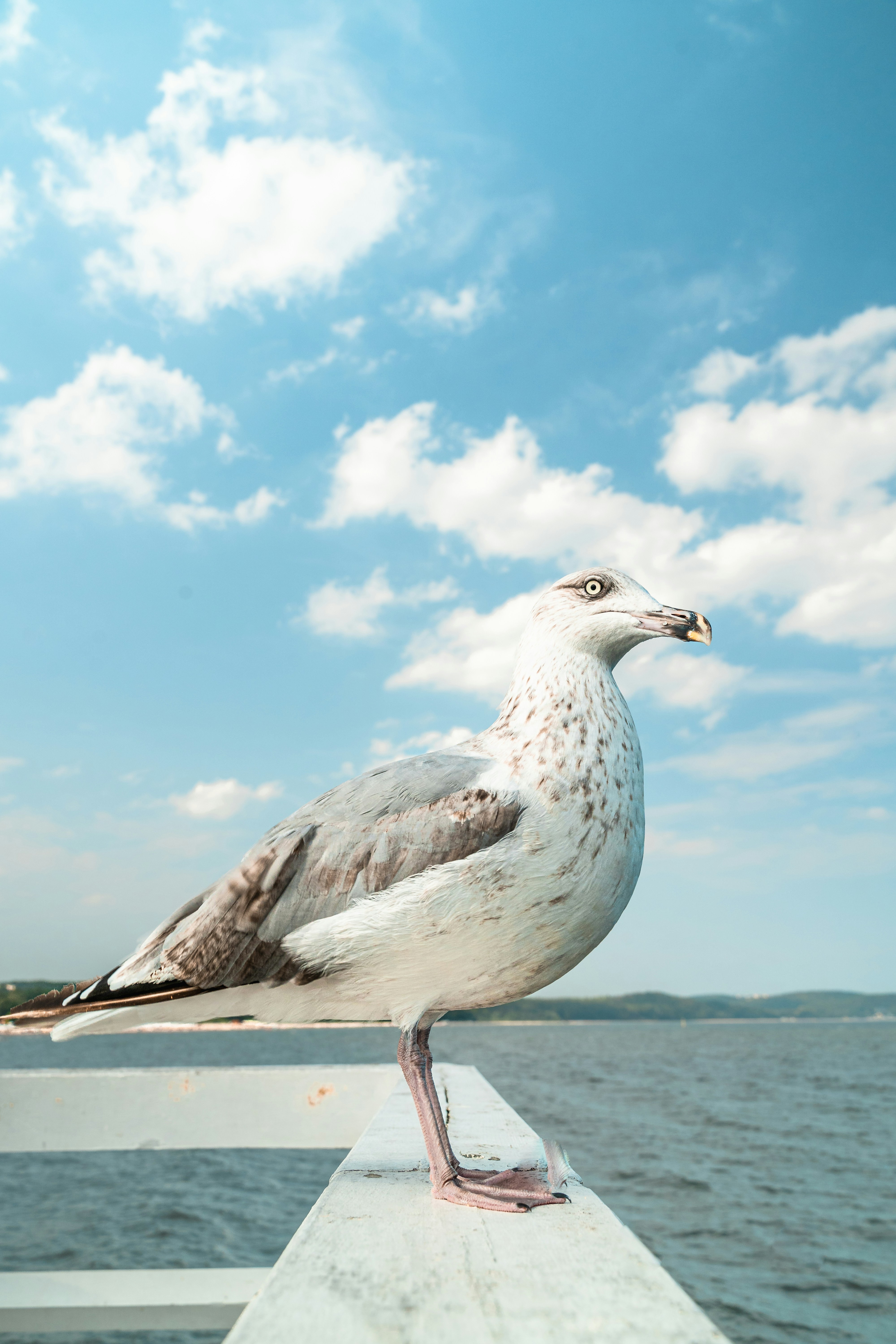 Photo by karolchomka