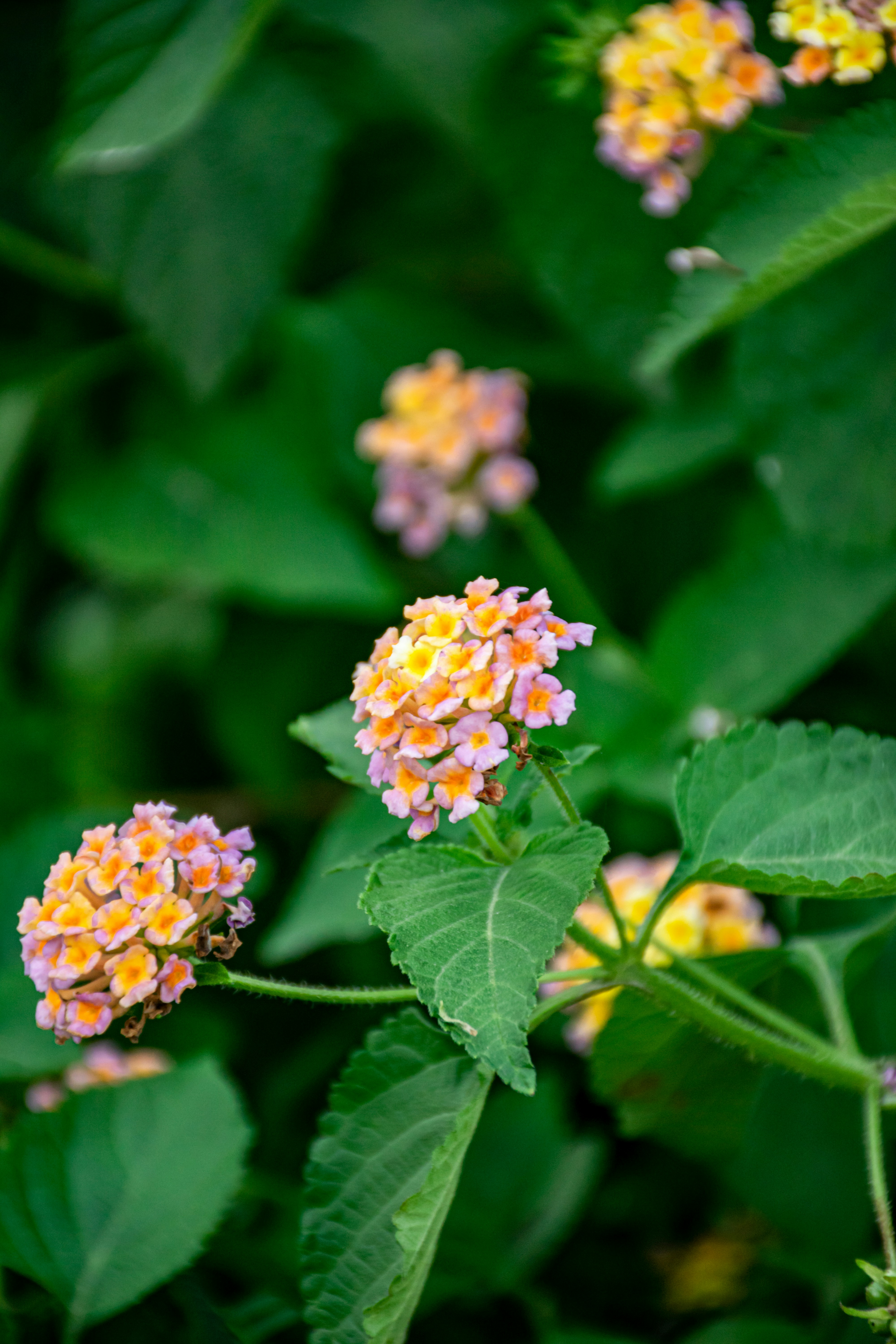 Photo by ishantanuagrawal